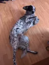 pet-image
