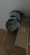 pet-image