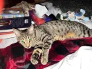 pet-image