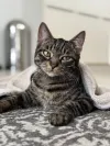 pet-image
