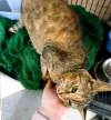 pet-image