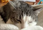 pet-image