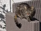 pet-image
