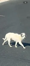 pet-image