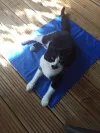 pet-image