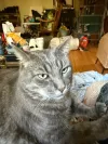pet-image