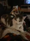pet-image