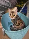 pet-image