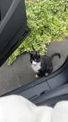 pet-image