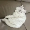 pet-image