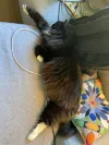 pet-image
