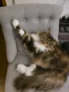 pet-image