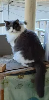 pet-image