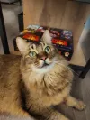 pet-image