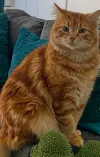 pet-image