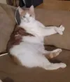 pet-image