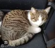 pet-image
