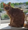 pet-image