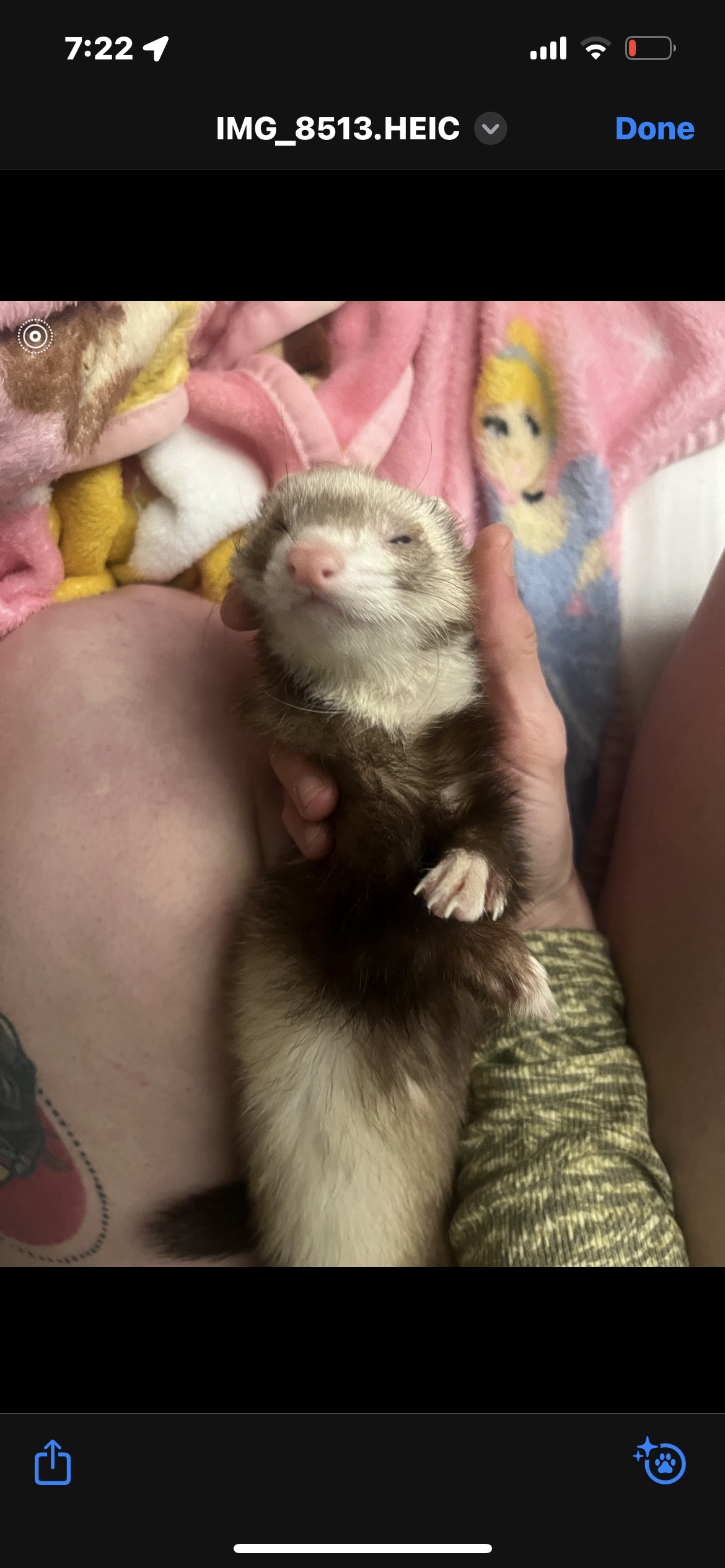 Ferret  poster