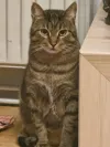 pet-image