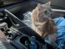 pet-image