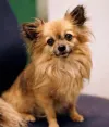 pet-image