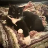 pet-image