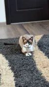 pet-image