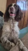 pet-image