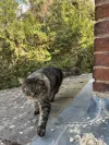 pet-image