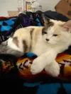 pet-image