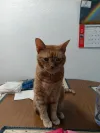 pet-image