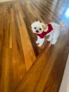 pet-image