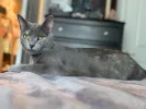 pet-image