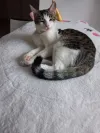 pet-image