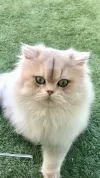 pet-image