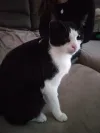 pet-image