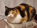 pet-image