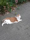 pet-image
