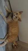 pet-image