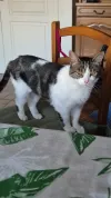 pet-image