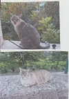 pet-image