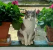 pet-image