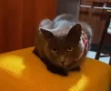 pet-image