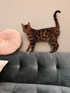 pet-image