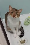 pet-image