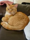 pet-image