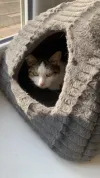 pet-image