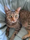 pet-image