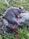 pet-image